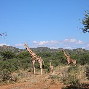 Giraffes in Namibia