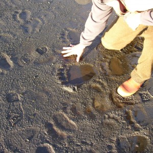 Kodiak Tracks