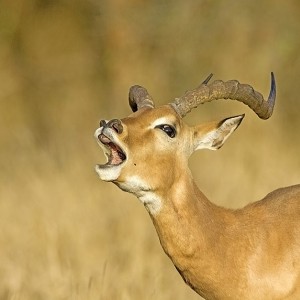 Impala ram at Kruger National Park