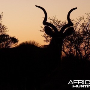 Kudu at sunset
