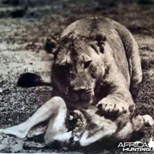 A man-eating lion in British East Africa