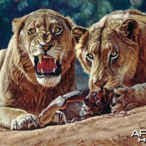 Man Eaters Of Tsavo By John Banovich