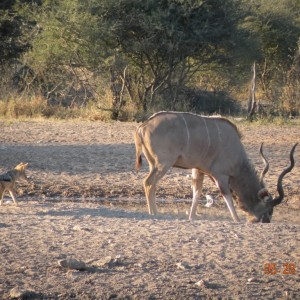 Kudu and Jackal