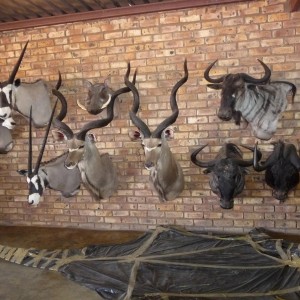 African Taxidermy