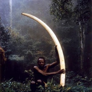 Elui with tusk