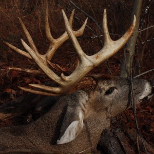 14 Point Whitetail hunted in Georgia