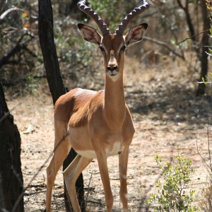 Impala ram