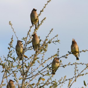 Cedar Waxwings