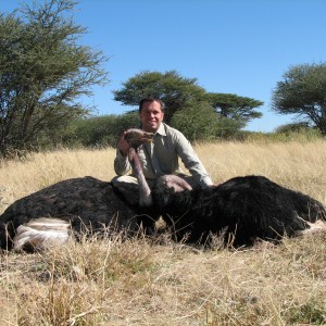 Hunting Ostrich in Namibia