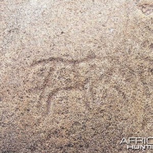 Rock carvings at Ozondjahe Hunting Safaris, Namibia