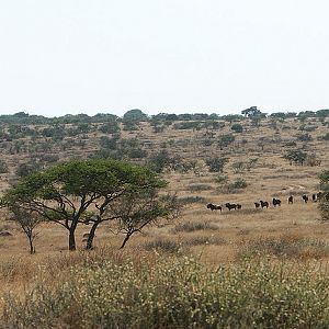 Some black wildebeest on one of the ranches in the area, South Africa