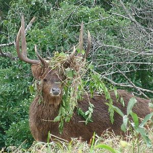 Bowhunting Rusa Deer in Mauritius