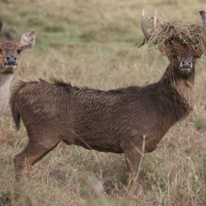 Bowhunting Rusa Deer in Mauritius