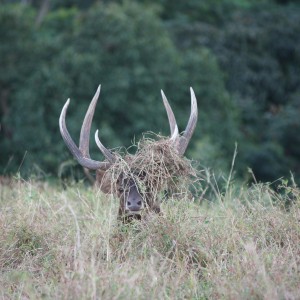 Bowhunting Rusa Deer in Mauritius