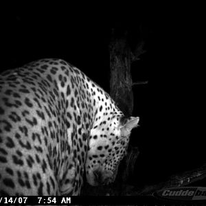 Leopard on Bait in Namibia