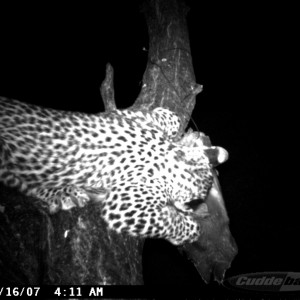 Leopard on Bait in Namibia