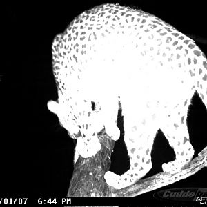 Leopard on Bait in Namibia