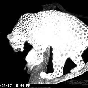 Leopard on Bait in Namibia