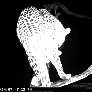 Leopard on Bait in Namibia