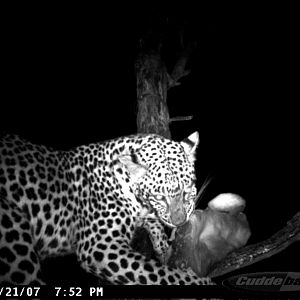 Leopard on Bait in Namibia