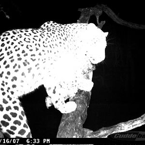 Leopard on Bait in Namibia