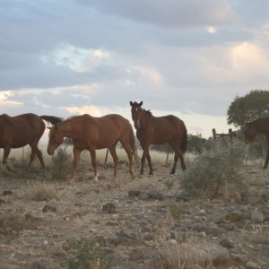 Horses