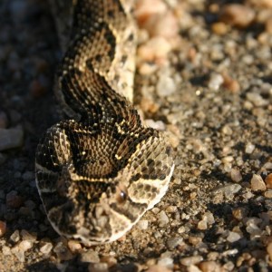 Puff Adder