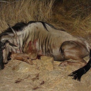 Blue Wildebeest hunt in Namibia