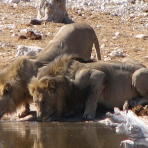 Lions at Etosha National Park, Namibia