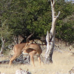 Black-Faced Impala at Etosha National Park, Namibia