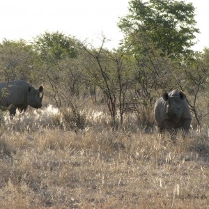 Black Rhinos at Etosha National Park, Namibia