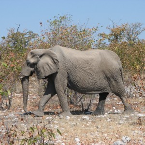 Elephant at Etosha National Park, Namibia