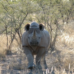 Black Rhino at Etosha National Park, Namibia
