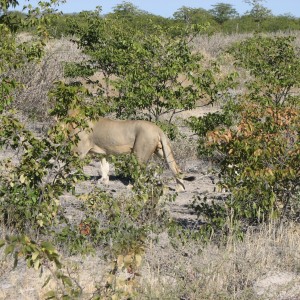 Lion at Etosha National Park, Namibia