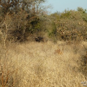 Buffalo in Zzimbabwe