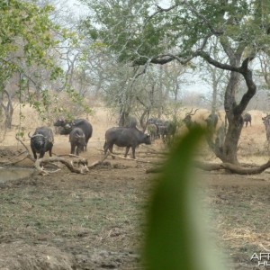 Buffaloes and kudus in Zimbabwe