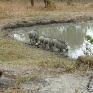 Warthogs in Zimbabwe