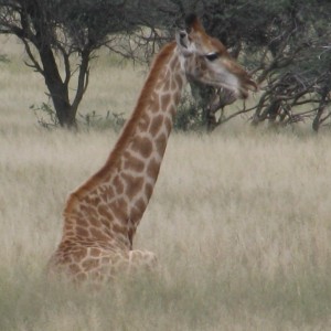 Giraffe South Africa