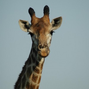 Giraffe South Africa