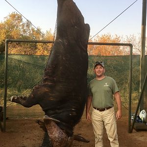 Hunting Cape Buffalo South Africa