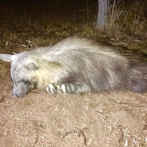 South Africa Hunt Brown Hyena
