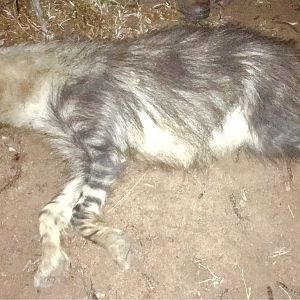 Hunting Brown Hyena in South Africa