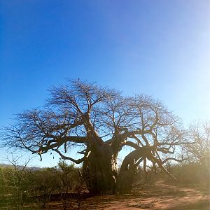 Boabab Tree in South Africa