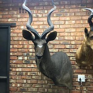 Kudu Shoulder Mount Taxidermy