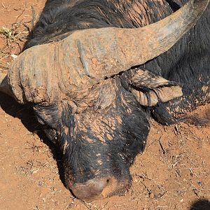 Cape Buffalo Hunting in South Africa