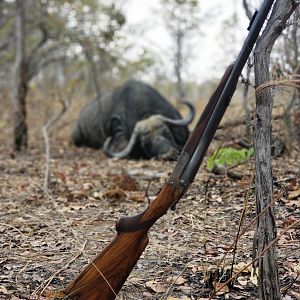 Hunting Cape Buffalo Tanzania