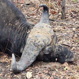 Hunt Cape Buffalo Tanzania