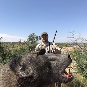 Namibia Hunt Baboon