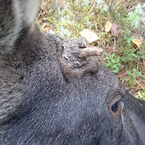 Hunting Moose in Sweden