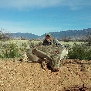 Hunting Giant Jack Rabbit Arizona USA